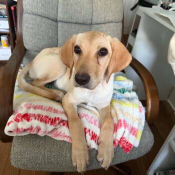 Winnie -  Labrador Retriever Dog for Adoption in Rock Falls, Illinois - Winnie | PetCurious