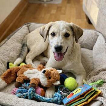 **VINITA** -  Labrador Retriever and Great Pyrenees Dog for Adoption in North Prairie, Wisconsin - **VINITA** | PetCurious