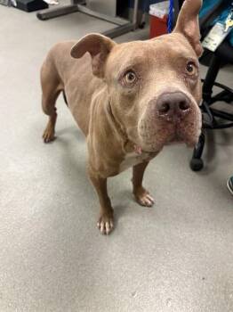 COFFEE -  Pit Bull Terrier and Mixed Breed Dog for Adoption in Doral, Florida - COFFEE | PetCurious