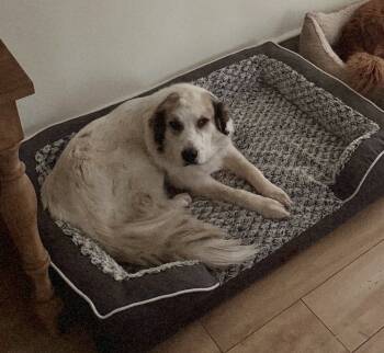 Rescue Great Pyrenees Dogs for Adoption in Quinlan, Texas - Jackie Sparrow HTX | PetCurious