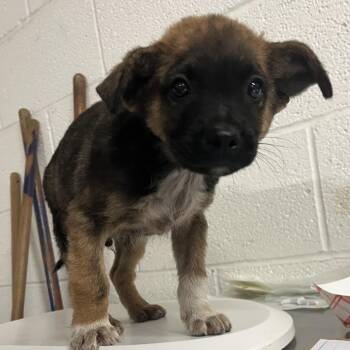 Jerky -  Shepherd and Mixed Breed Dog for Adoption in Edinburg, Texas - Jerky | PetCurious