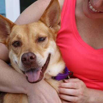 The Beautiful Ellie Mae -  Carolina Dog and Basenji Dog for Adoption in Corpus Christi, Texas - The Beautiful Ellie Mae | PetCurious