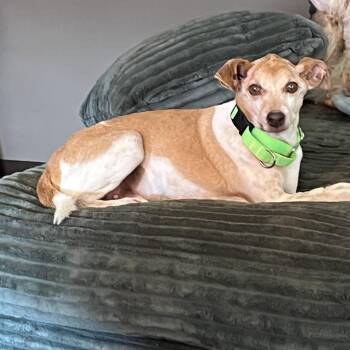 Whippet and Mixed Breed Dogs Available for Adoption in Madisonville, Tennessee - Buddy SCP | PetCurious