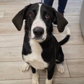 Prince George -  Great Dane and Mixed Breed Dog for Adoption in Chatham, Virginia - Prince George | PetCurious