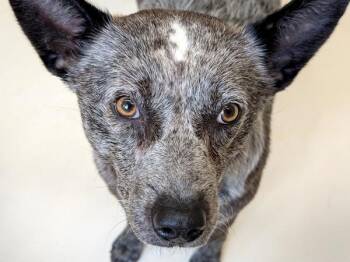 Australian Cattle Dog Blue Heeler Dogs Available for Adoption in Portland, Oregon - Anya | PetCurious