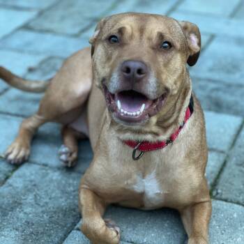 Rescue Pit Bull Terrier Dogs for Adoption in Concord, North Carolina - Gina | PetCurious