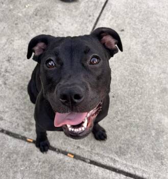 Rescue Pit Bull Terrier Dogs for Adoption in Berkeley, California - Wednesday | PetCurious