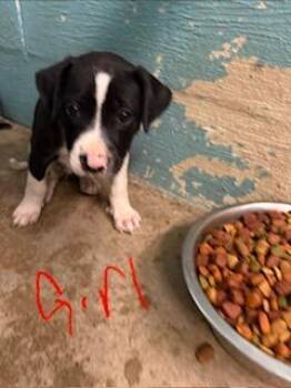 Petunia -  Mixed Breed Dog for Adoption in Lafayette, Tennessee - Petunia | PetCurious
