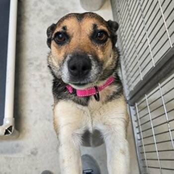Jenny -  Australian Cattle Dog Blue Heeler and Shiba Inu Dog for Adoption in Watertown, Wisconsin - Jenny | PetCurious