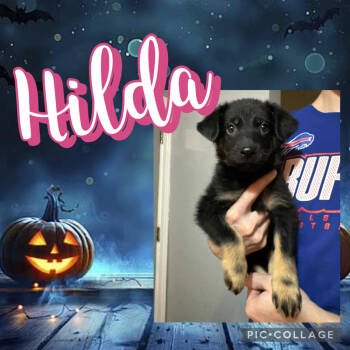 Rescue Mixed Breed Dogs for Adoption - Hilda | PetCurious