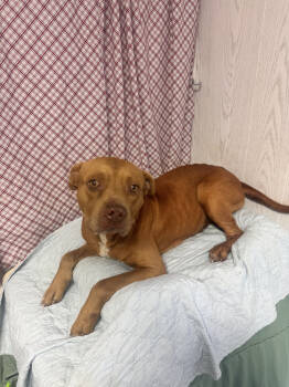 Rescue Staffordshire Bull Terrier and American Bully Dogs for Adoption in Opelousas, Louisiana - Bernie | PetCurious