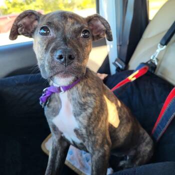 Rescue Pit Bull Terrier Dogs for Adoption in Allen, Texas - Faith | PetCurious