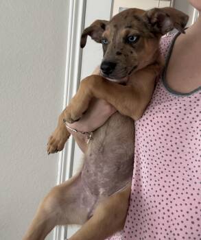 Shepherd Dogs Available for Adoption - Emory | PetCurious