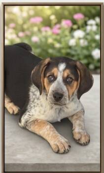 Australian Shepherd and Treeing Walker Coonhound Dogs Available for Adoption in Huntingtown, Maryland - Pacha | PetCurious