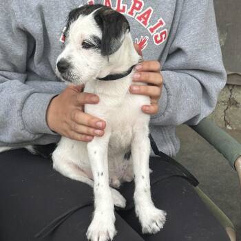 OREO -  Terrier and Mixed Breed Dog for Adoption in Richmond, California - OREO | PetCurious