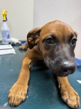 Lex -  Boxer and Mixed Breed Dog for Adoption in Pequot Lakes, Minnesota - Lex | PetCurious