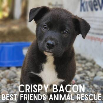 Crispy Bacon -  Husky Dog for Adoption in Wasilla, Alaska - Crispy Bacon | PetCurious