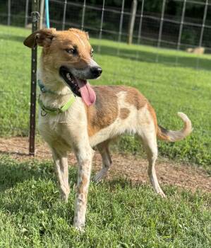 Rescue Hound and Whippet Dogs for Adoption in Media, Pennsylvania - Casper | PetCurious