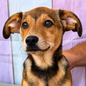 Ripple -  Dachshund and Beagle Dog for Adoption in Tylertown, Mississippi - Ripple | PetCurious