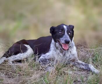 Hope -  Border Collie and Australian Shepherd Dog for Adoption in Boerne, Texas - Hope | PetCurious