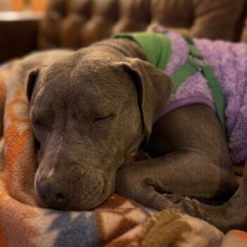 Hope -  Pit Bull Terrier Dog for Adoption in Waldorf, Maryland - Hope | PetCurious