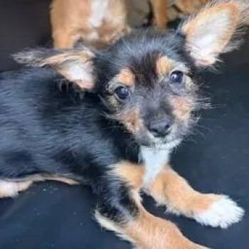 Fruit of the Loom 2026-318 -  Yorkshire Terrier and Chihuahua Dog for Adoption in Winder, Georgia - Fruit Of The Loom 2026-318 | PetCurious