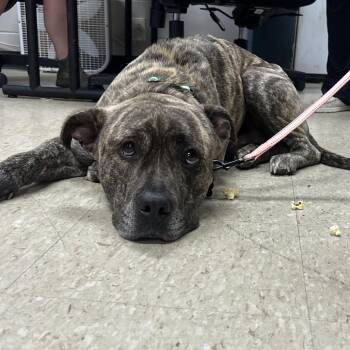Sweet Boy -  Pit Bull Terrier Dog Available for Adoption in East St. Louis, Illinois - Sweet Boy | PetCurious