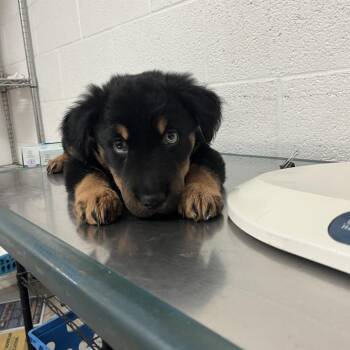 Rocko -  Rottweiler and Mixed Breed Dog for Adoption in Edinburg, Texas - Rocko | PetCurious