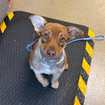 Leia -  German Shepherd Dog and Mixed Breed Dog for Adoption in Council Bluffs, Iowa - Leia | PetCurious