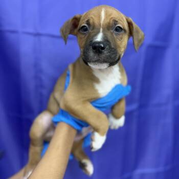 Atlas -  Pit Bull Terrier and Australian Cattle Dog Blue Heeler Dog for Adoption in Bullhead City, Arizona - Atlas | PetCurious