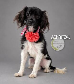 Schnitzel -  Cavalier King Charles Spaniel and Spaniel Dog for Adoption in Benton, Louisiana - Schnitzel | PetCurious
