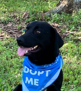 Black Labrador Retriever Dogs Available for Adoption - Lance | PetCurious