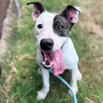 Messer -  Terrier and Mixed Breed Dog for Adoption in Columbus, Georgia - Messer | PetCurious