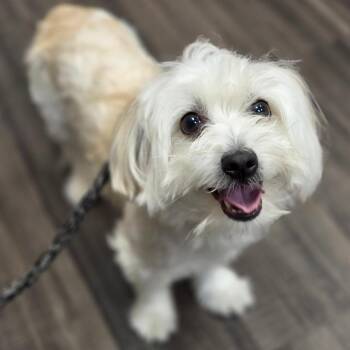 CJ -  Mixed Breed Dog for Adoption in Sarasota, Florida - CJ | PetCurious