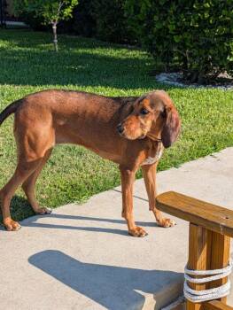 Bluetick Coonhound Dogs Available for Adoption in Odessa, Florida - Courtesy Listing- Ruby | PetCurious