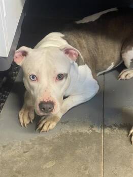 Rescue American Staffordshire Terrier Dogs for Adoption in Tallahassee, Florida - PEBBLES | PetCurious