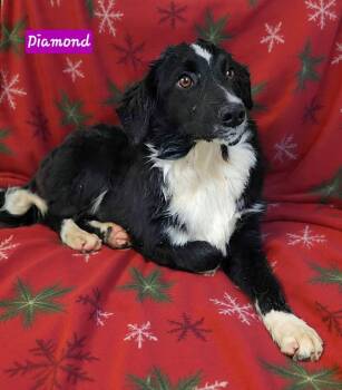 Rescue Border Collie Dogs for Adoption in Wheelersburg, Ohio - Diamond | PetCurious