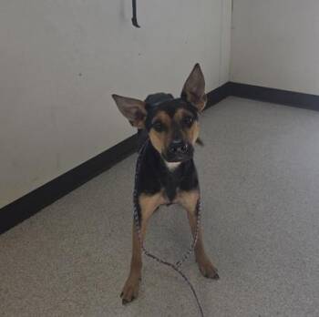 Twix -  Mixed Breed Dog for Adoption in Roseburg, Oregon - Twix | PetCurious