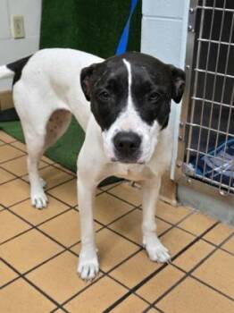 Mixed Breed Dogs Available for Adoption in Gainesville, Florida - Roxie | PetCurious