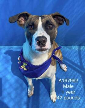 Waldorf -  Bull Terrier and Mixed Breed Dog for Adoption in Calgary, Alberta - Waldorf | PetCurious