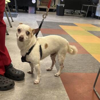 King -  Chihuahua Dog for Adoption in Quakertown, Pennsylvania - King | PetCurious