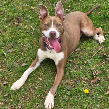 Terrier and Mixed Breed Dogs Available for Adoption in Greensburg, Pennsylvania - Whisper | PetCurious