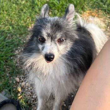 Bobbie -  Pomeranian and Chihuahua Dog for Adoption in Quakertown, Pennsylvania - Bobbie | PetCurious