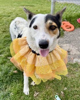 Carebear -  Border Collie Dog for Adoption in Prineville, Oregon - Carebear | PetCurious