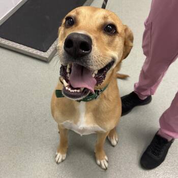Rhodesian Ridgeback and Labrador Retriever Dogs Available for Adoption - Ranger | PetCurious