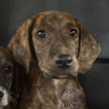 Virgo -  Hound Dog for Adoption in Birmingham, Alabama - Virgo | PetCurious