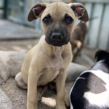 Mixed Breed Dogs Available for Adoption in Vaughan, Ontario - Ugo | PetCurious