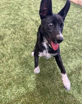 Australian Cattle Dog Blue Heeler and German Shepherd Dog Dogs Available for Adoption in Seguin, Texas - Ramona | PetCurious