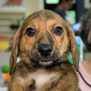 Appt. Pending - Sasha -  Beagle and Corgi Dog for Adoption in Versailles, Kentucky - Appt. Pending - Sasha | PetCurious