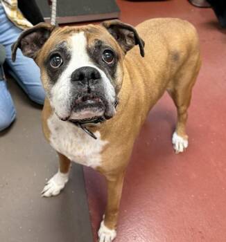 Boxer Dogs Available for Adoption in Salisbury, Maryland - Nina | PetCurious